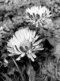 High angle view of flowering plant on field