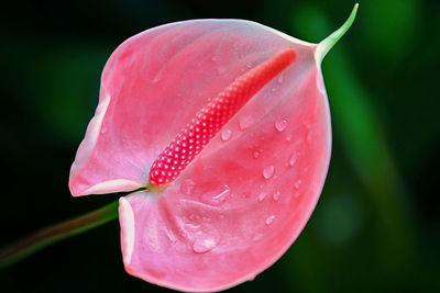 Close-up of wet pink rose