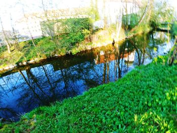 Reflection of trees in lake