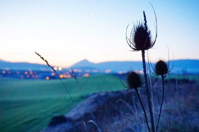 Plants growing on landscape