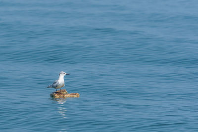 Seagull on a sea