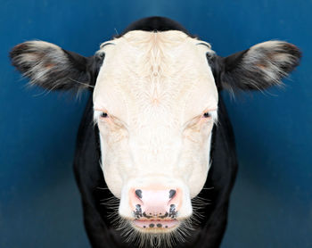 Close-up portrait of cow