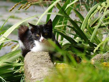 Portrait of cat on plant