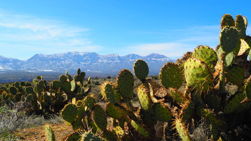 Cactus plants growing on landscape against sky