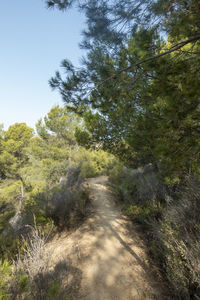 Road amidst trees against sky