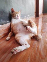 High angle view of cat lying on floor at home