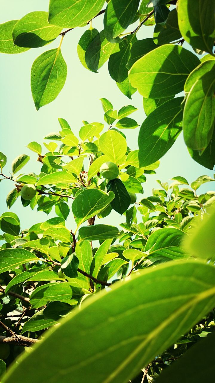 leaf, green color, growth, nature, plant, tree, branch, low angle view, close-up, leaves, beauty in nature, day, green, outdoors, no people, tranquility, freshness, clear sky, leaf vein, sunlight