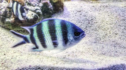 Close-up of fish swimming in aquarium