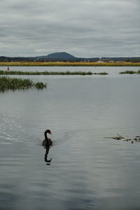 Swan in a lake