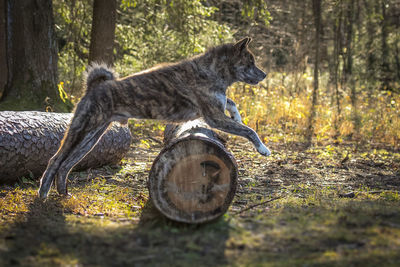 Horse in forest