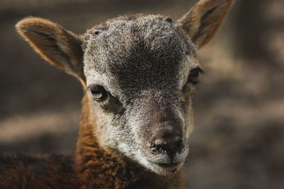 Close-up portrait of deer