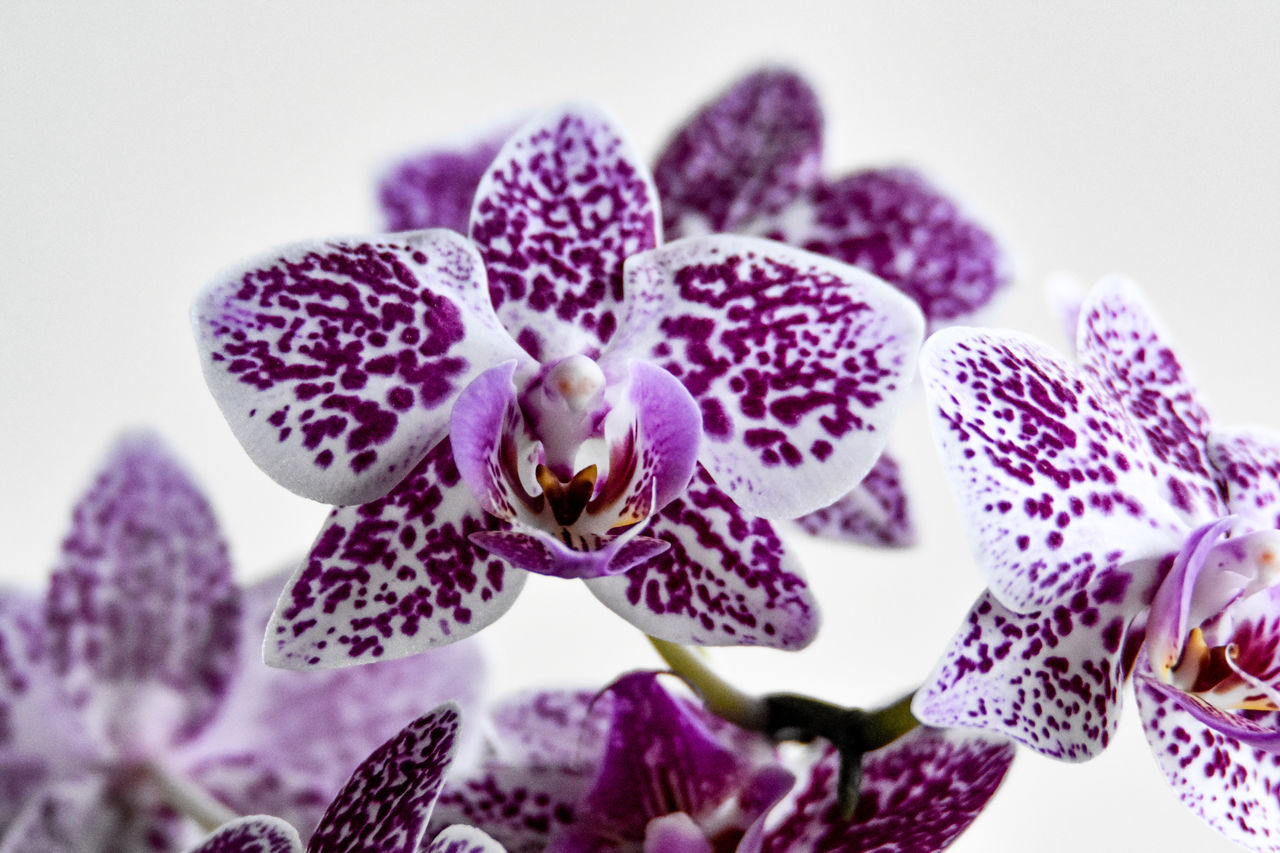CLOSE-UP OF PURPLE ORCHID FLOWERS ON PLANT
