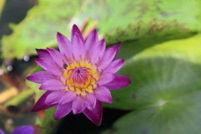 Close-up of purple flower