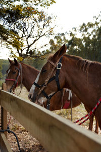 Horse cart in ranch