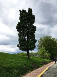 Tree on field against sky