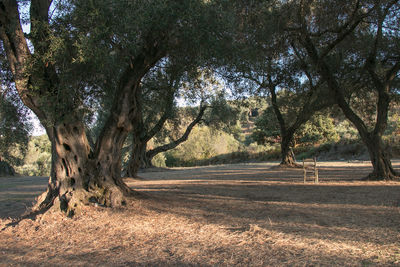 Trees on field by road