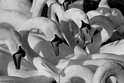 Close-up of white flowering plants