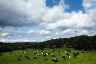 Scenic view of grassy field against sky