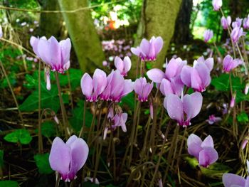 Close-up of pink flowers