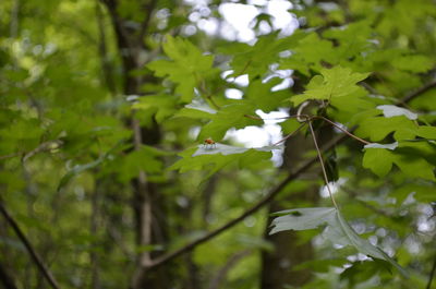 Close-up of bird perching on tree