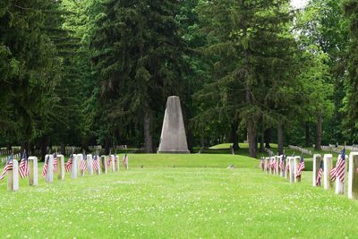 Trees in cemetery