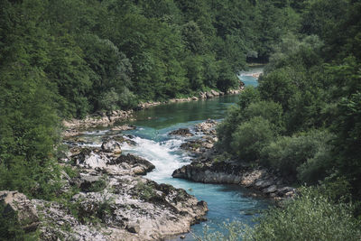 Scenic view of river amidst trees in forest