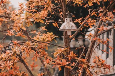 Close-up of tree during autumn