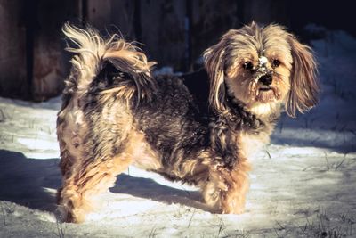 Portrait of dog looking away