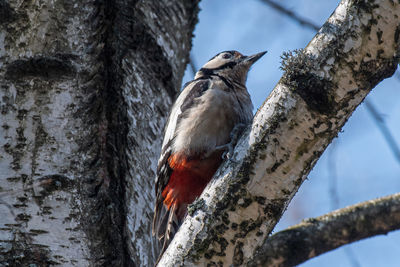 Low angle view of bird perching on tree trunk