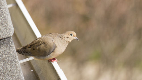 Close-up of bird perching on wood