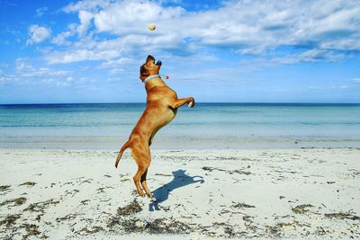 Jumping dog on beach