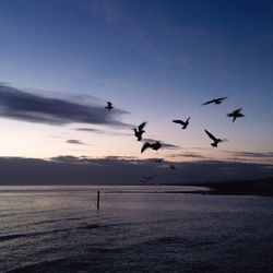 Bird flying over water