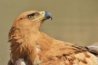 Close-up of eagle against blurred background