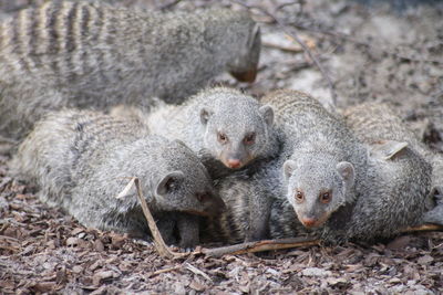 Close-up of sheep