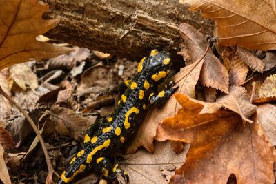 High angle view of a dry leaves and a lizalizard 