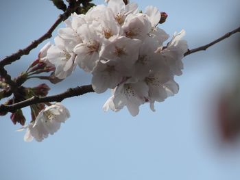 Low angle view of cherry blossoms in spring