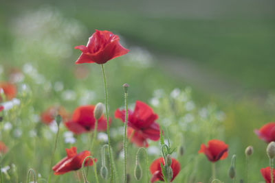 Close-up of red poppy flowers on field