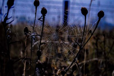 Close-up of wet spider web