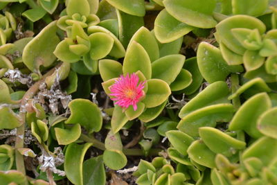 Close-up of flowers blooming outdoors