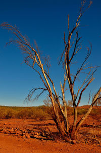 Scenic view of landscape against clear sky