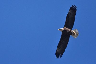 Low angle view of eagle flying against blue sky