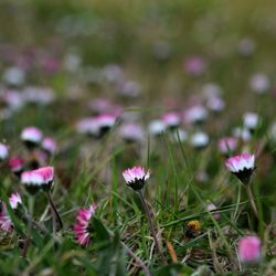 Close-up of pink crocus flowers on field