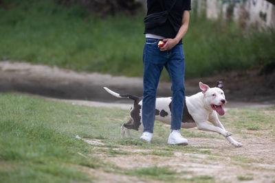 White and black pit bull dog playing and running with his owner outside.