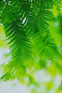 Close-up of fresh green leaves