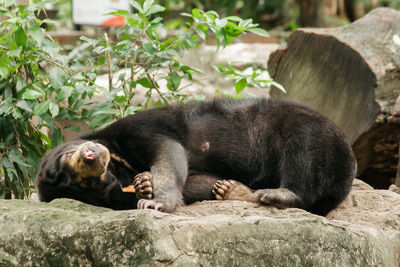 Monkey relaxing on rock in zoo