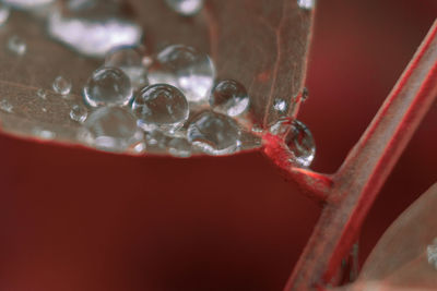 Close-up of water drops