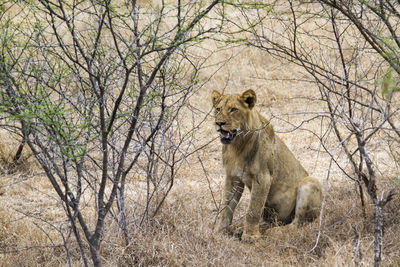 Lioness sitting on field in forest