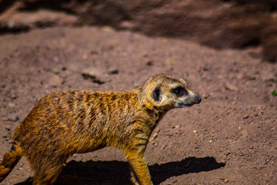 Close-up of meerkat