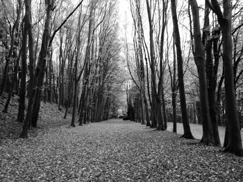 Empty road passing through forest