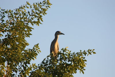 Low angle view of bird perching on branch against sky